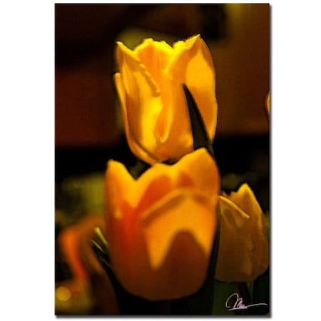 Martha Guerra 'Tulip Blooms II' Canvas Art,22x32